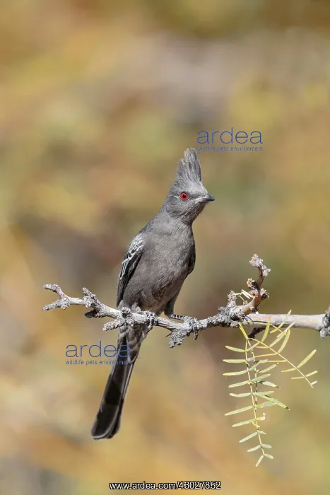 : Northern Phainopepla : Northern Phainopepla