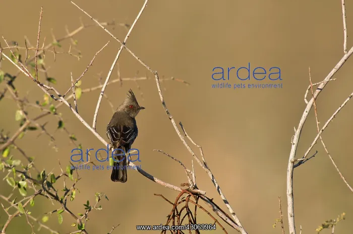 : Northern phainopepla (Phainopepla nitens) female : Northern phainopepla (Phainopepla nitens) female