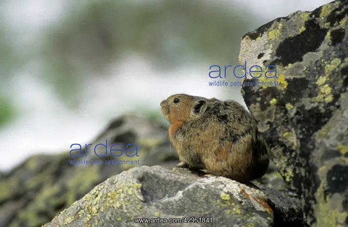 : Northern Pika rodent on guard, living in a stone-river : Northern Pika rodent on guard, living in a stone-river