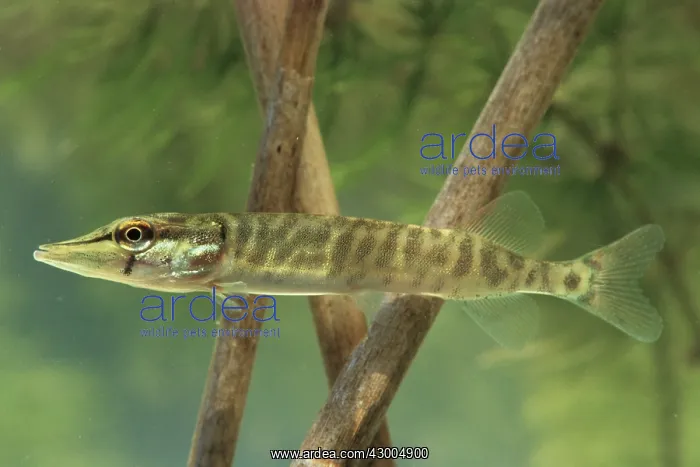  : Northern Pike