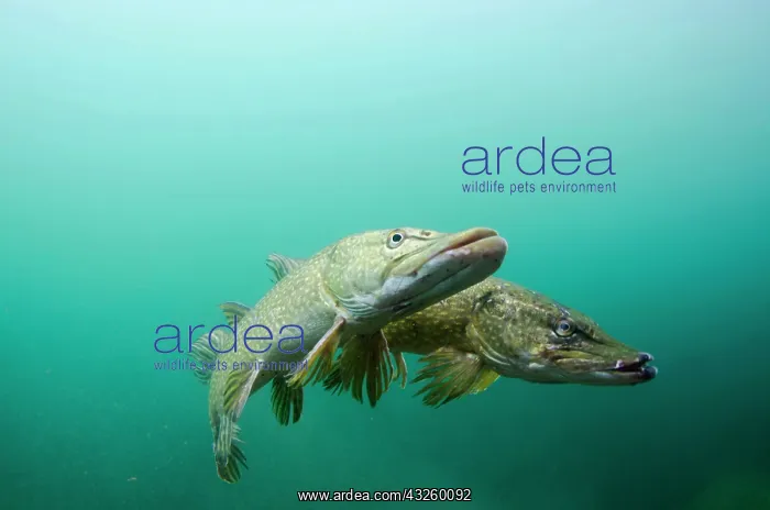 : Northern Pike (Esox lucius) adult pair, spawning : Northern Pike (Esox lucius) adult pair, spawning
