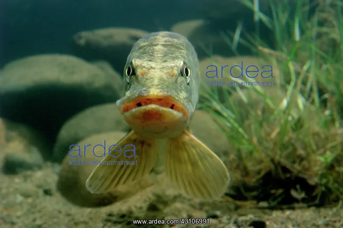 : Northern pike (Esox lucius), captive, France, Europe : Northern pike (Esox lucius), captive, France, Europe