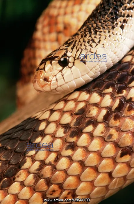 : Northern Pine Snake : Northern Pine Snake