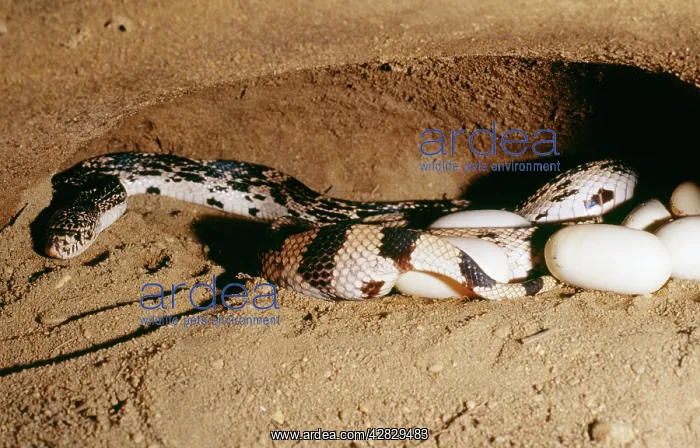 : Northern pine SNAKE- egg laying