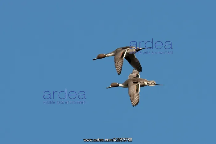 : Northern Pintail - 2 drakes in flight : Northern Pintail - 2 drakes in flight