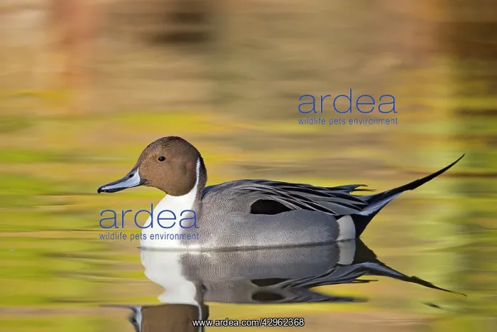 : Northern Pintail : Northern Pintail