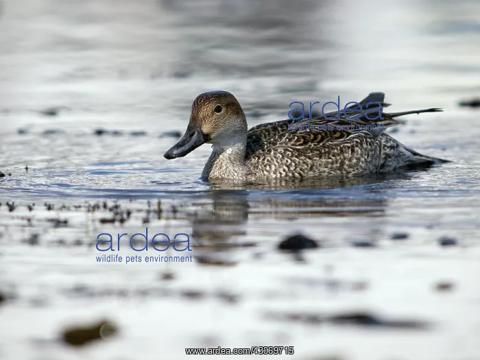 : Northern Pintail : Northern Pintail