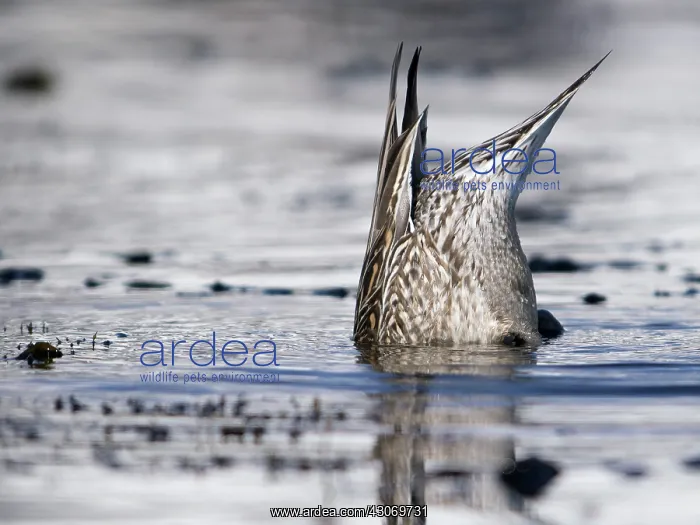 : Northern Pintail : Northern Pintail