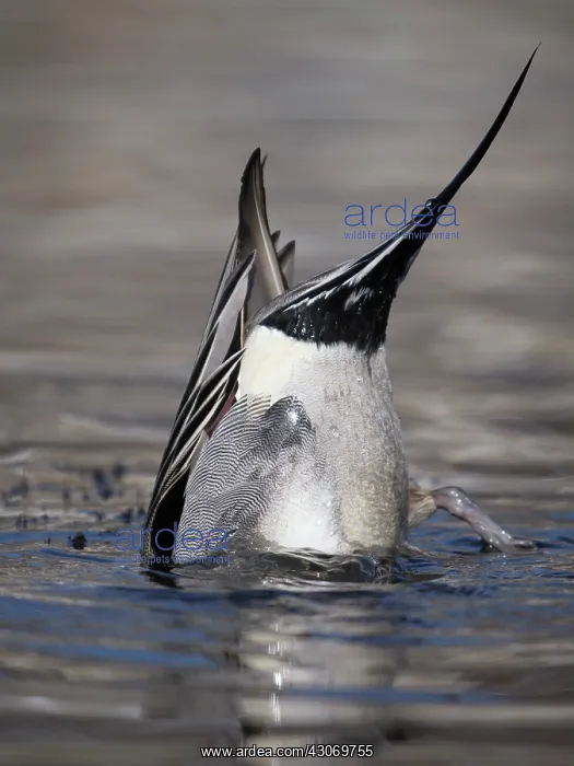 : Northern Pintail : Northern Pintail