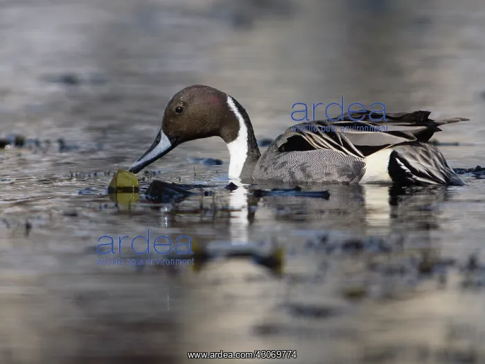 : Northern Pintail : Northern Pintail