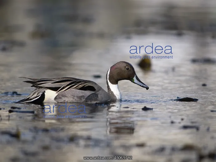 : Northern Pintail : Northern Pintail
