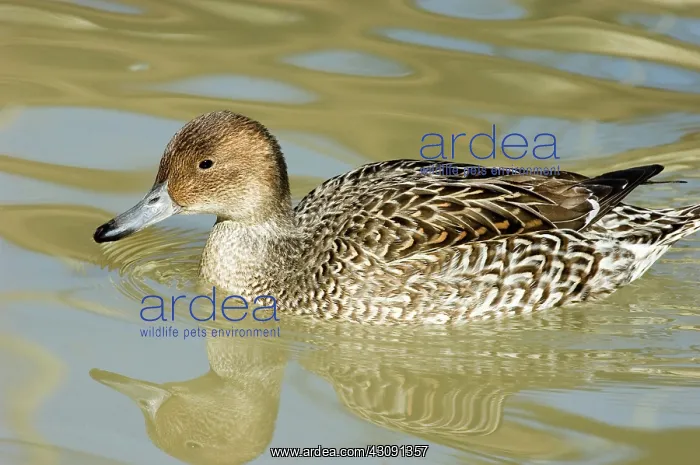 : Northern Pintail : Northern Pintail
