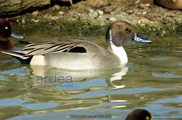  : Northern Pintail