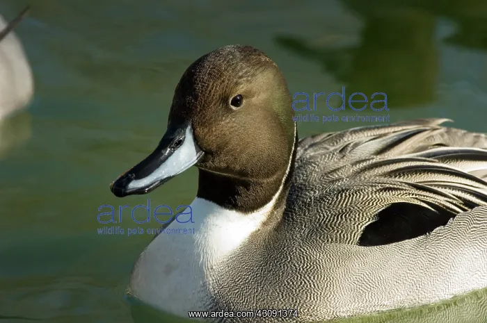 : Northern Pintail : Northern Pintail
