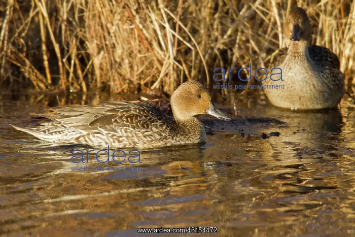 : Northern Pintail : Northern Pintail