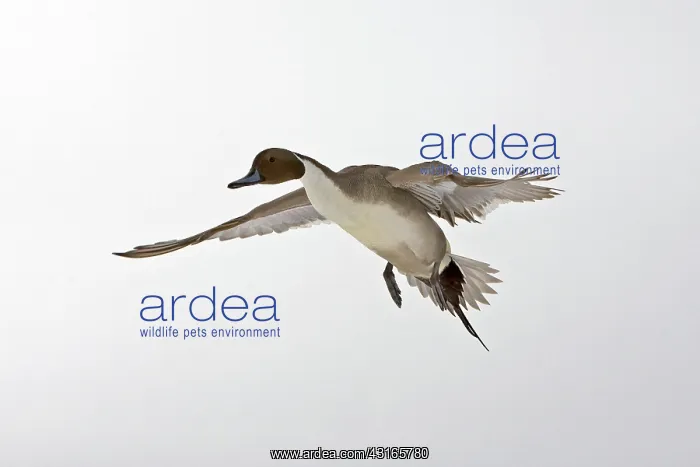 : Northern Pintail : Northern Pintail