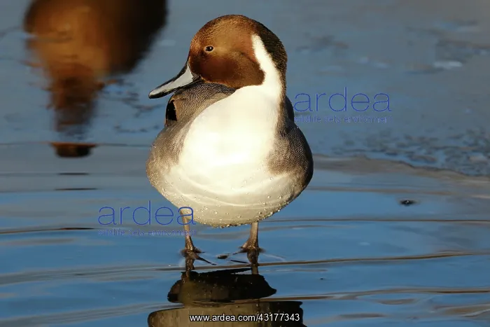 : Northern Pintail : Northern Pintail