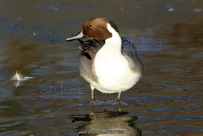 : Northern Pintail : Northern Pintail