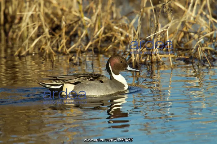 : Northern Pintail : Northern Pintail