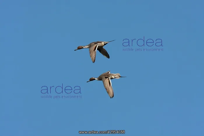 : Northern Pintail - two adult males in flight : Northern Pintail - two adult males in flight