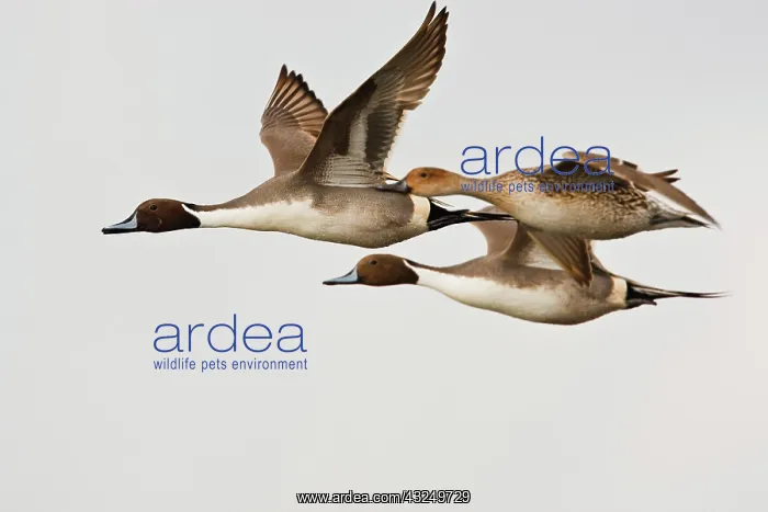 : Northern Pintail (Anas acuta) males and : Northern Pintail (Anas acuta) males and