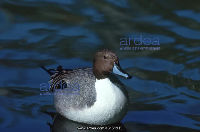 : Northern Pintail Drake : Northern Pintail Drake