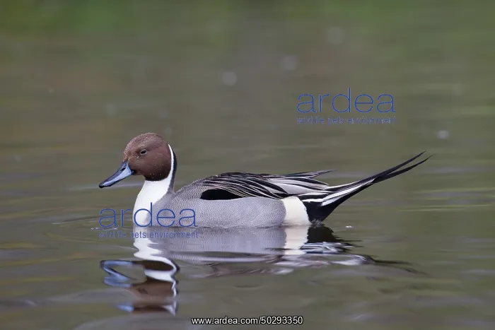 : Northern Pintail drake : Northern Pintail drake