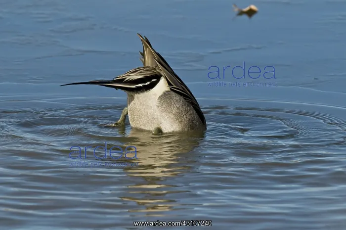 : Northern Pintail Drake Feeding : Northern Pintail Drake Feeding