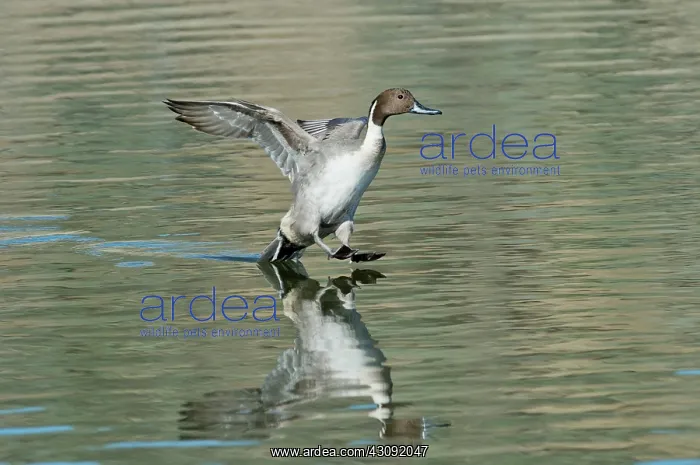 : Northern Pintail Drake tail touching down : Northern Pintail Drake tail touching down