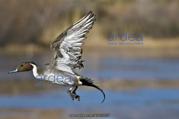 : Northern Pintail Drake Taking Off : Northern Pintail Drake Taking Off