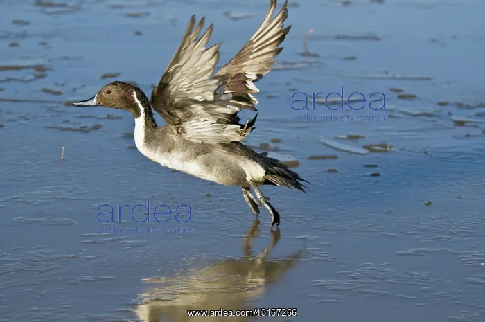 : Northern Pintail Drake Taking Off : Northern Pintail Drake Taking Off