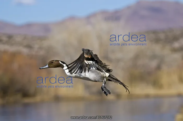 : Northern Pintail Drake Taking Off : Northern Pintail Drake Taking Off