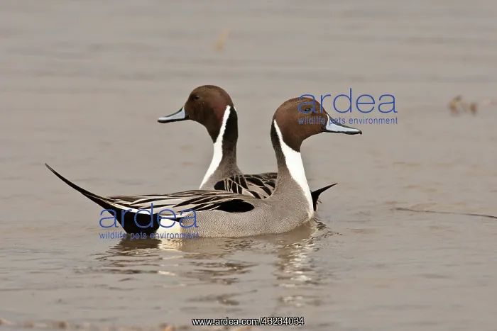 : Two Northern Pintail drakes (Anas acuta) : Two Northern Pintail drakes (Anas acuta)
