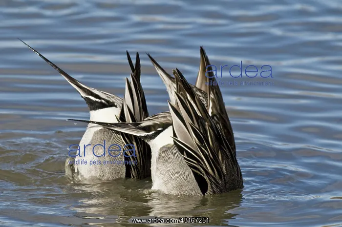 : Northern Pintail Drakes Feeding : Northern Pintail Drakes Feeding