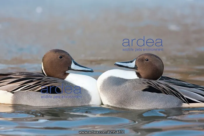  : Northern Pintail - Two drakes fighting due to cramped