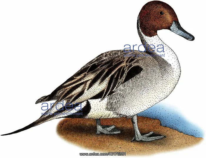 : Northern Pintail Duck : Northern Pintail Duck