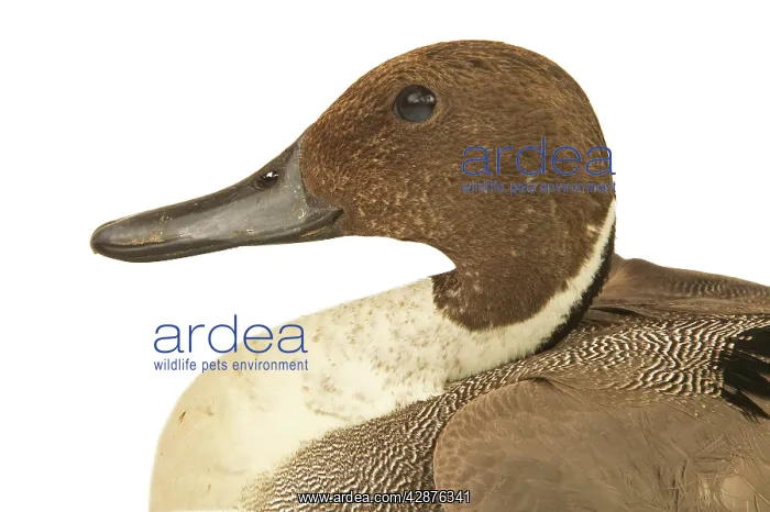 : Northern Pintail DUCK - close-up of head : Northern Pintail DUCK - close-up of head