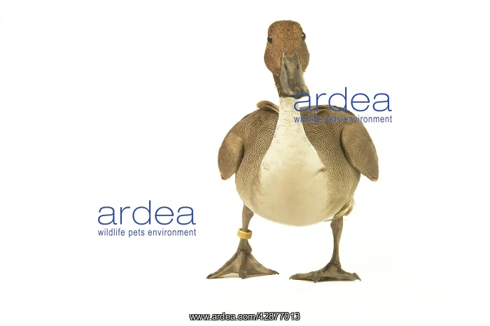 : Northern Pintail DUCK - facing : Northern Pintail DUCK - facing
