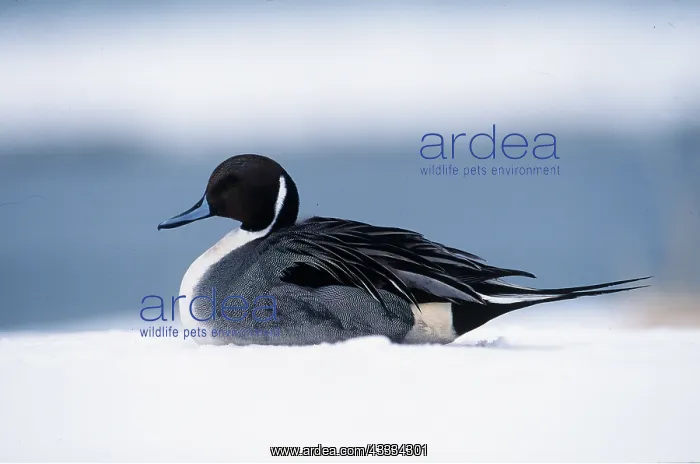 : Northern PINTAIL DUCK - resting on snow : Northern PINTAIL DUCK - resting on snow