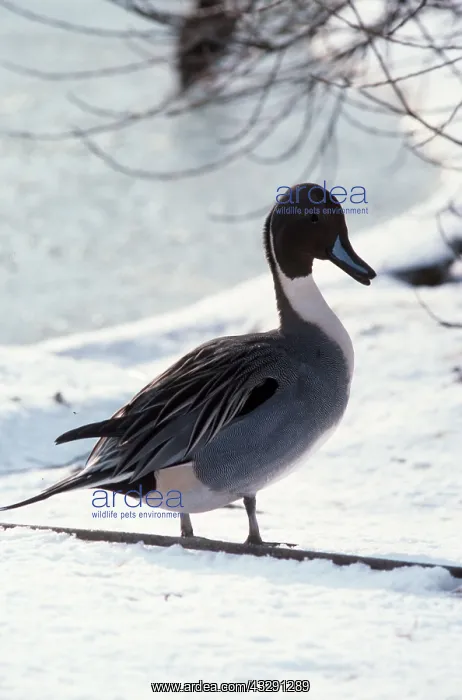 : Northern PINTAIL DUCK - standing in snow : Northern PINTAIL DUCK - standing in snow