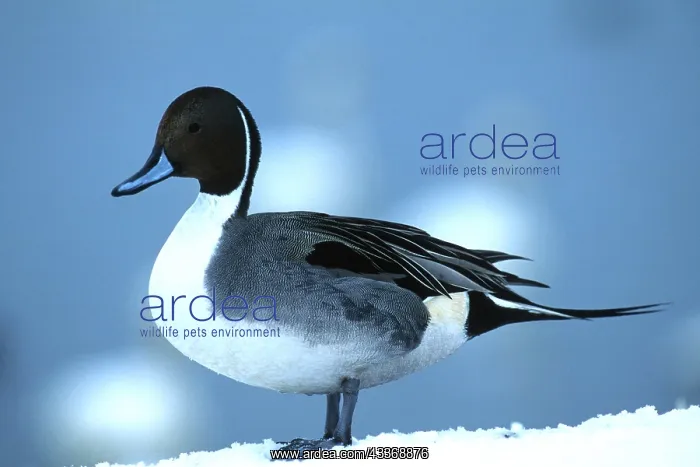 : Northern PINTAIL DUCK - standing on snow, side view : Northern PINTAIL DUCK - standing on snow, side view