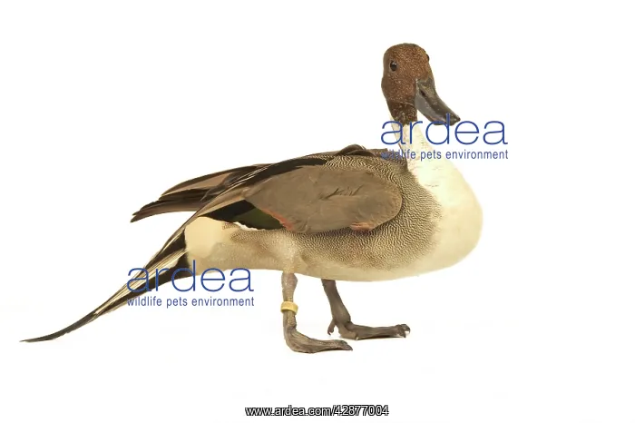 : Northern Pintail DUCK - side view : Northern Pintail DUCK - side view