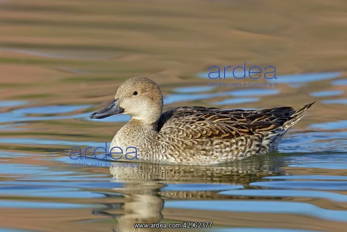 : Northern Pintail - female : Northern Pintail - female