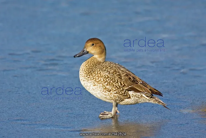 : Northern Pintail - female in winter : Northern Pintail - female in winter
