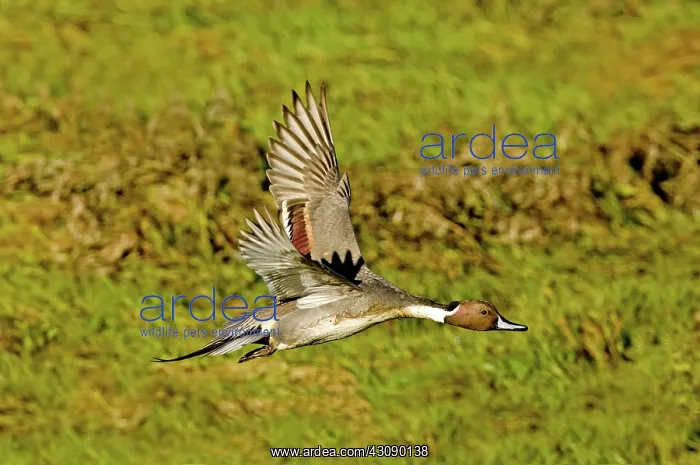 : Northern Pintail in flight : Northern Pintail in flight