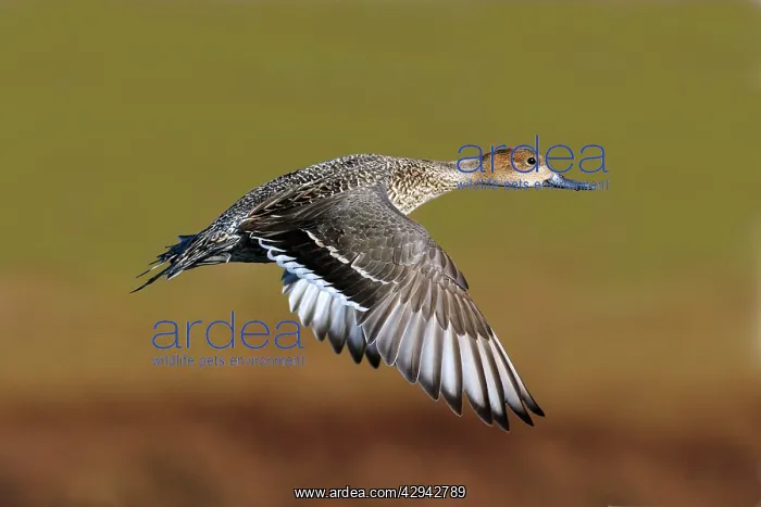  : Northern Pintail - in flight in winter