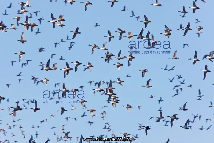 : Northern Pintail - flock in flight : Northern Pintail - flock in flight