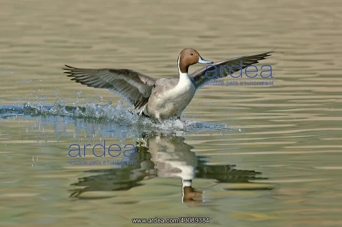 : Northern Pintail landing : Northern Pintail landing