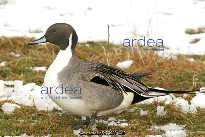 : Northern Pintail - Male : Northern Pintail - Male