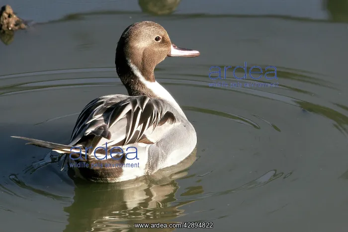 : Northern Pintail - Male : Northern Pintail - Male